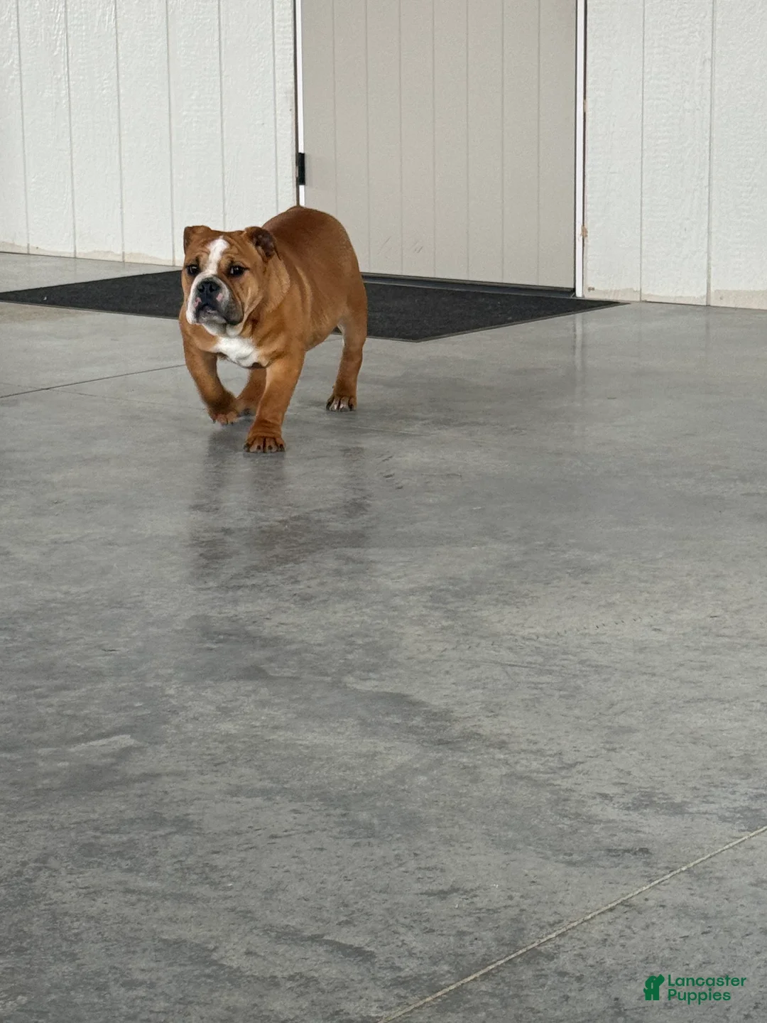 English Bulldog dogs for sale: Zeke  - Ad 2