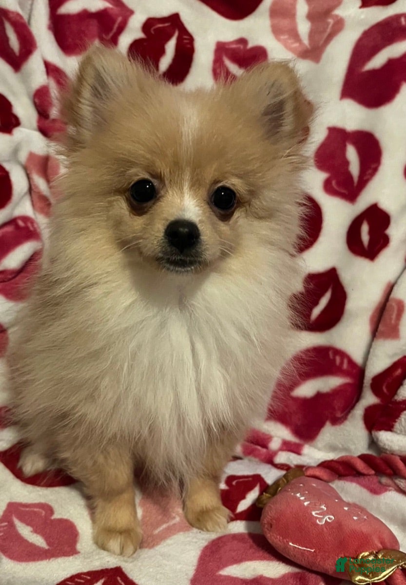Pomeranian dogs READY NOW Creme Sable - Junior B3 - Ad 2