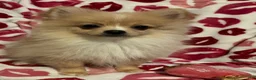 Pomeranian dogs for sale: READY NOW Creme Sable - Junior B3 - Ad 2