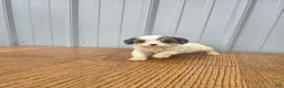 Cavapoo dogs for sale: Bella - Ad 3