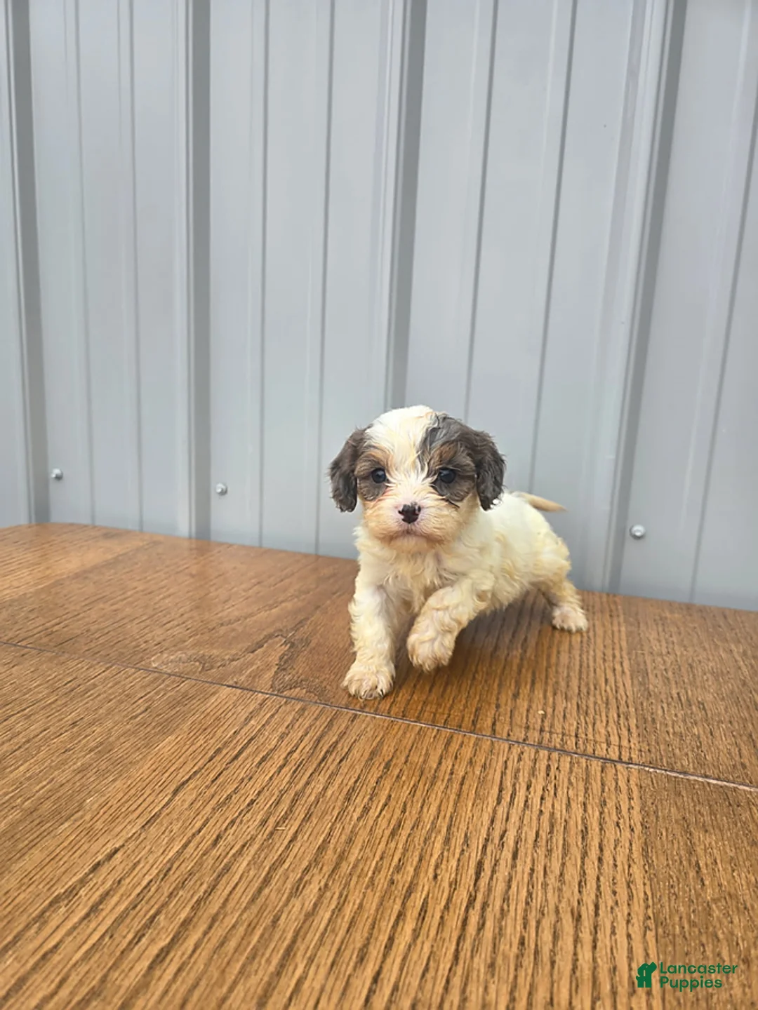 Cavapoo dogs for sale: Bella - Ad 3