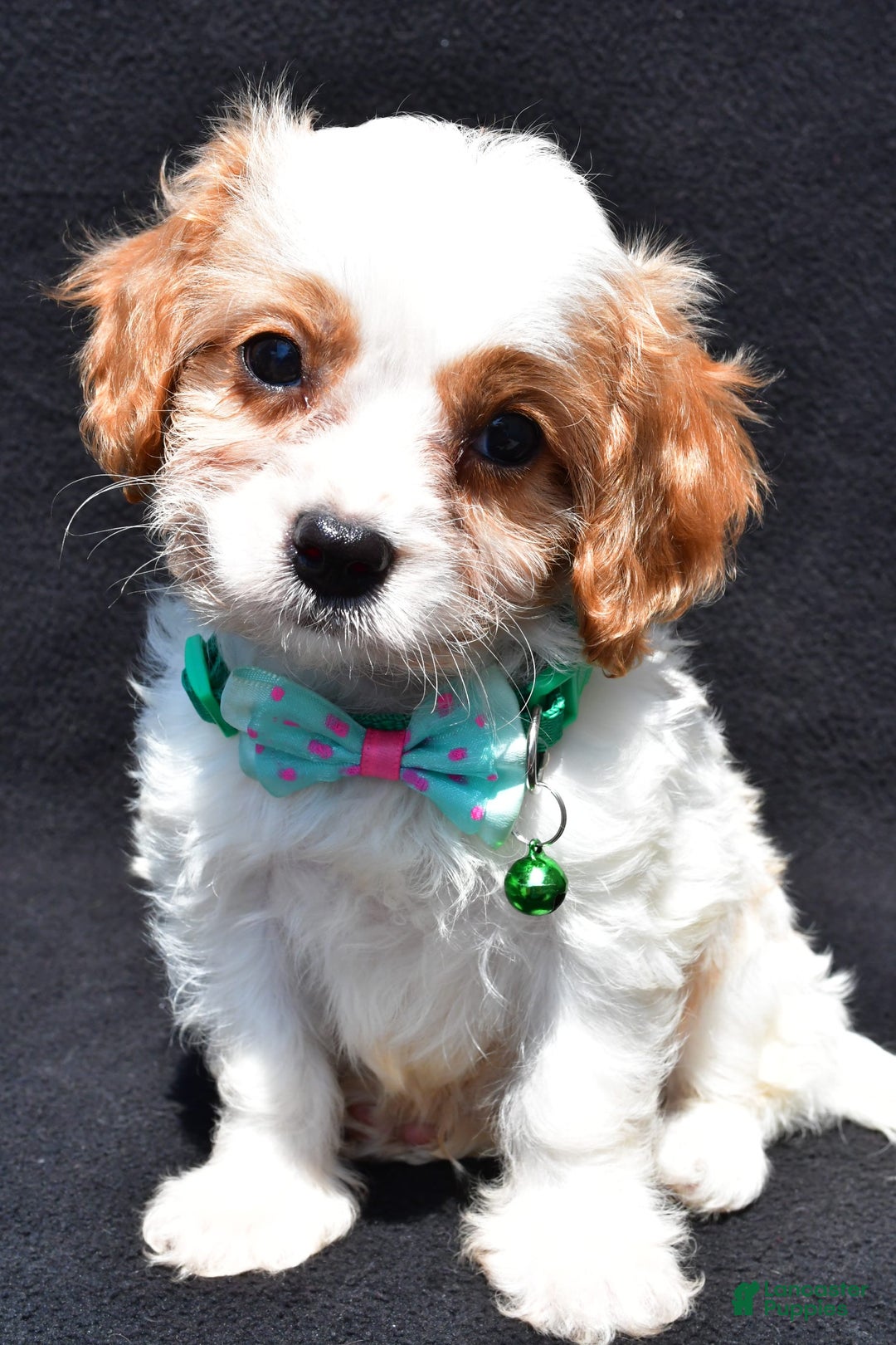 Cavapoo dogs for sale: Parker - Ad 3