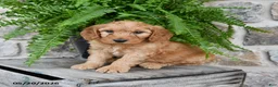 Mini Goldendoodle dogs for sale: Duke - Ad 2