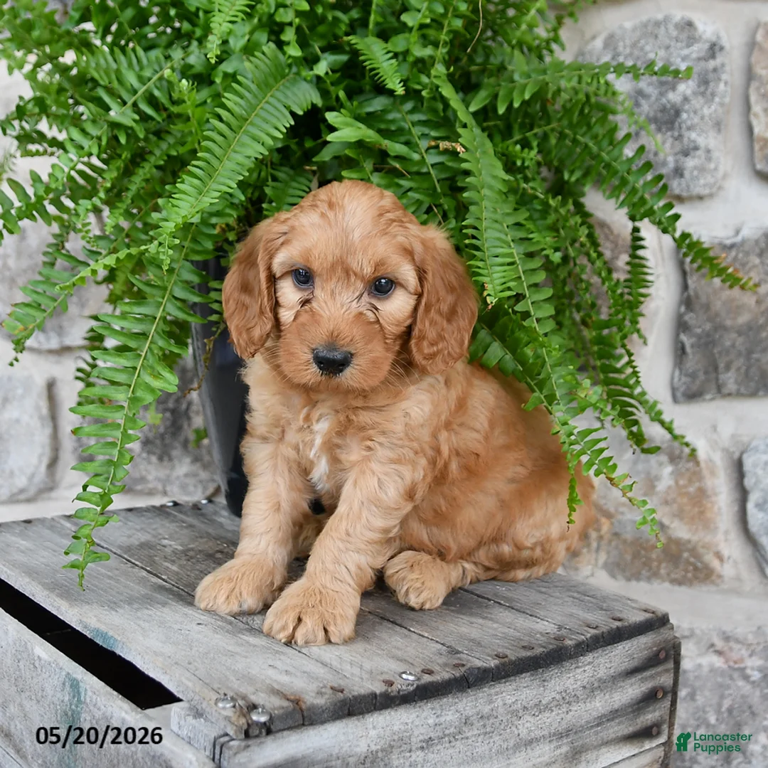 Mini Goldendoodle dogs for sale: Duke - Ad 2