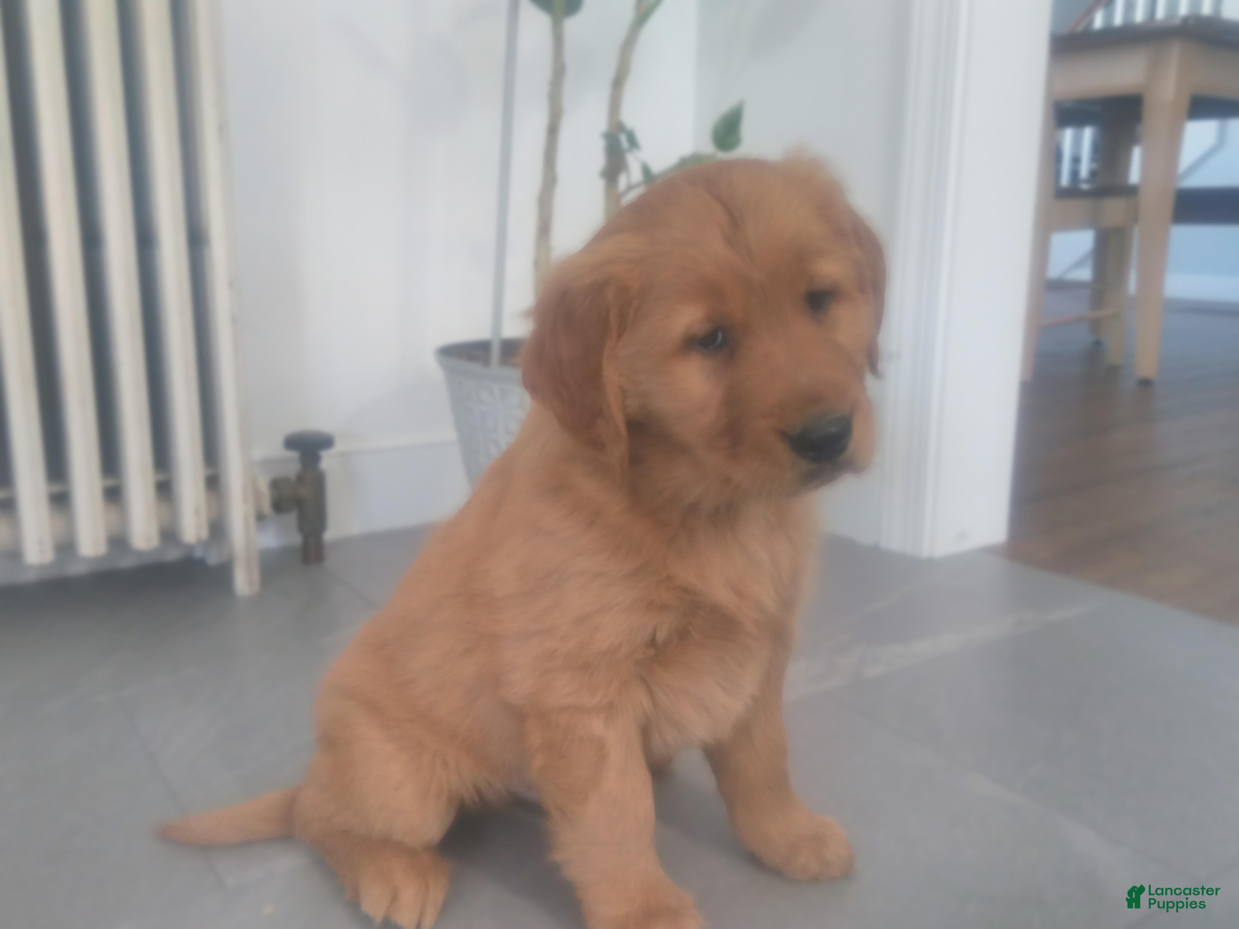 Golden Retriever dogs Finn (light blue) - Ad 2