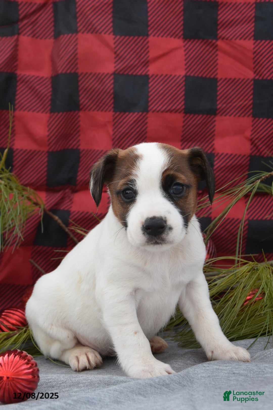 Jack Russell Terrier dogs for sale: Nyla - Ad 1