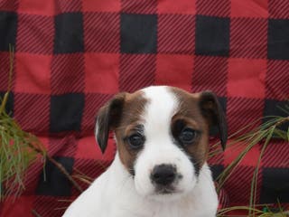 Jack Russell Terrier dogs Nyla - Ad 1