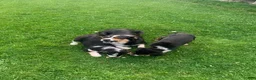 Mixed Breed dogs for sale: Lucky  - Ad 4
