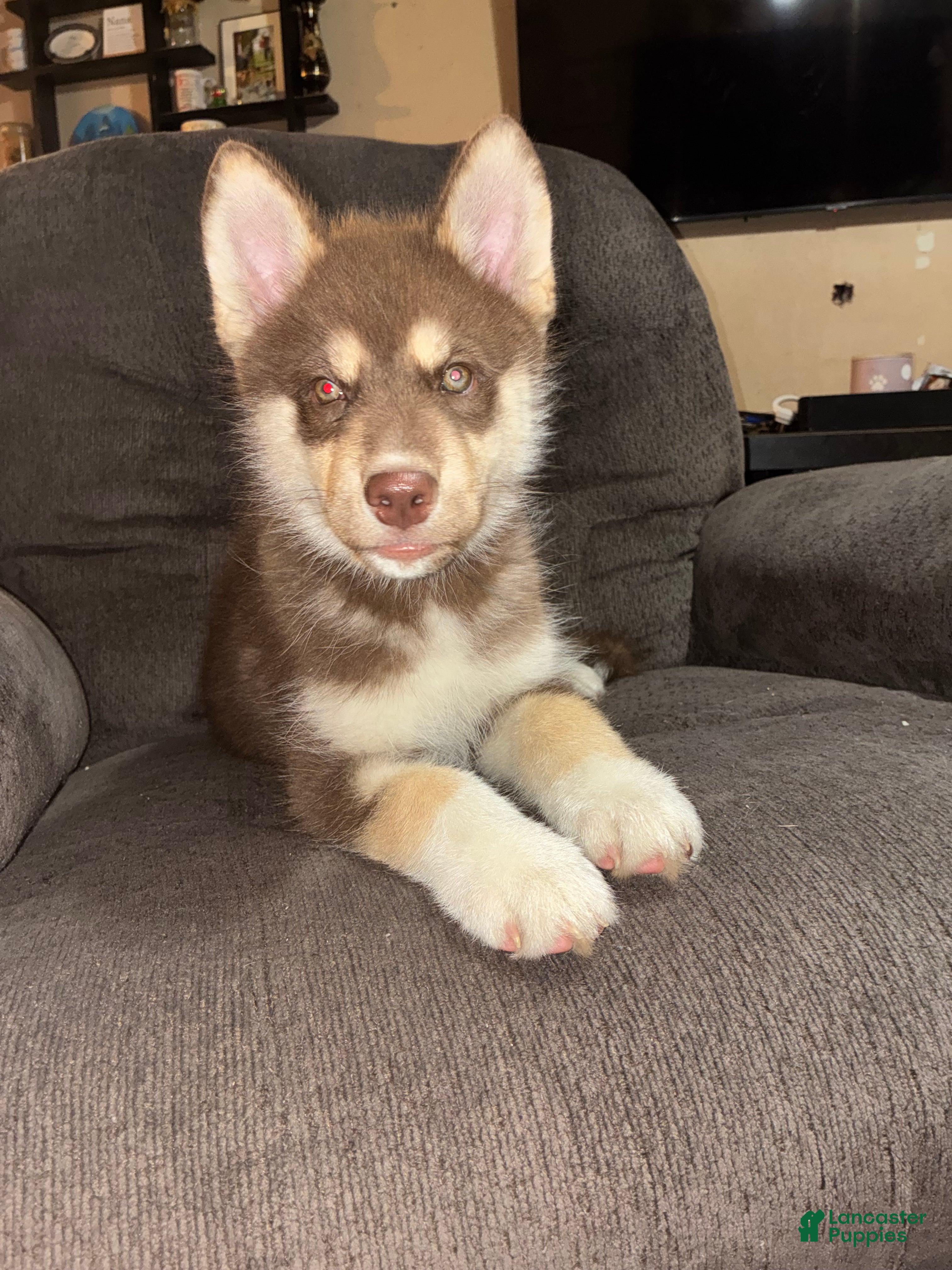 Siberian Husky dogs Siberian Husky 1 - Ad 1