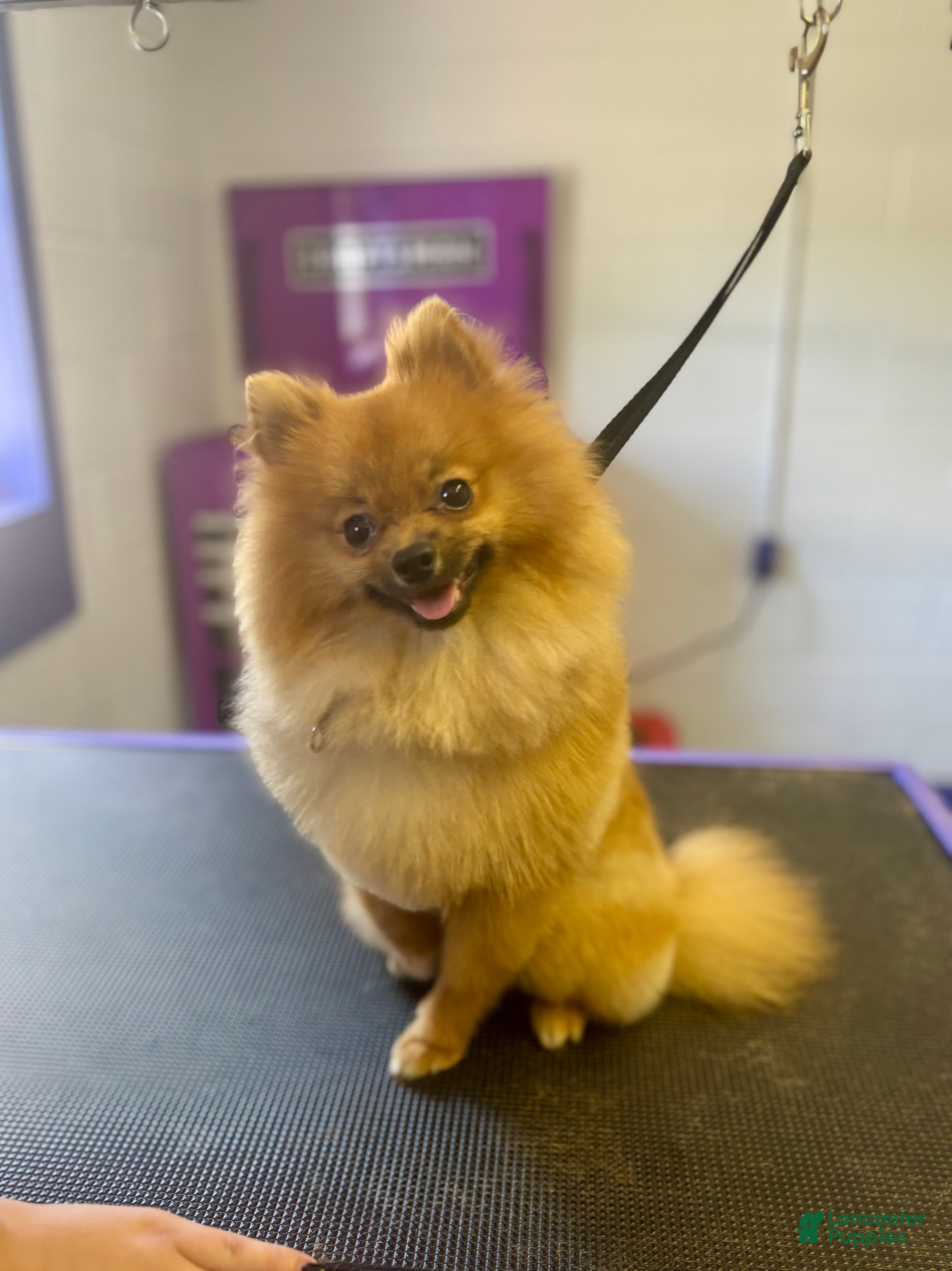 Pomeranian dogs Pomeranian Puppy 1 - Ad 36
