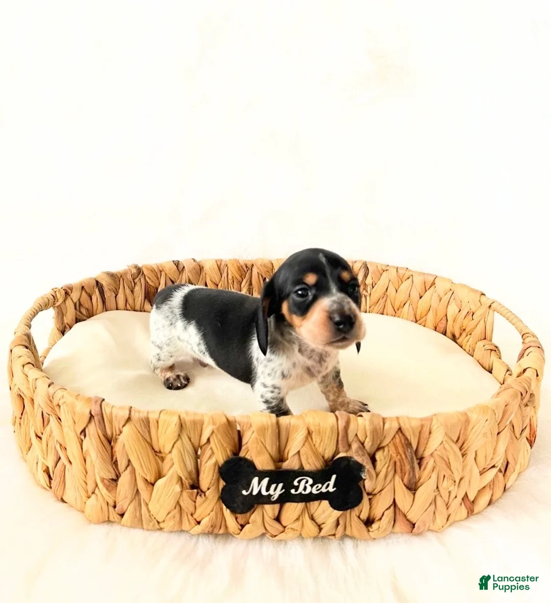 Miniature Dachshund dogs for sale: AKC Pepper - Ad 1