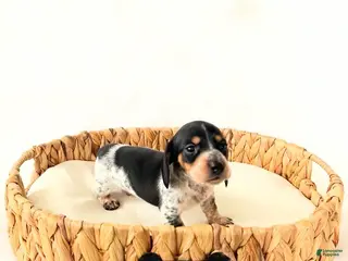 Miniature Dachshund dogs AKC Pepper - Ad 7