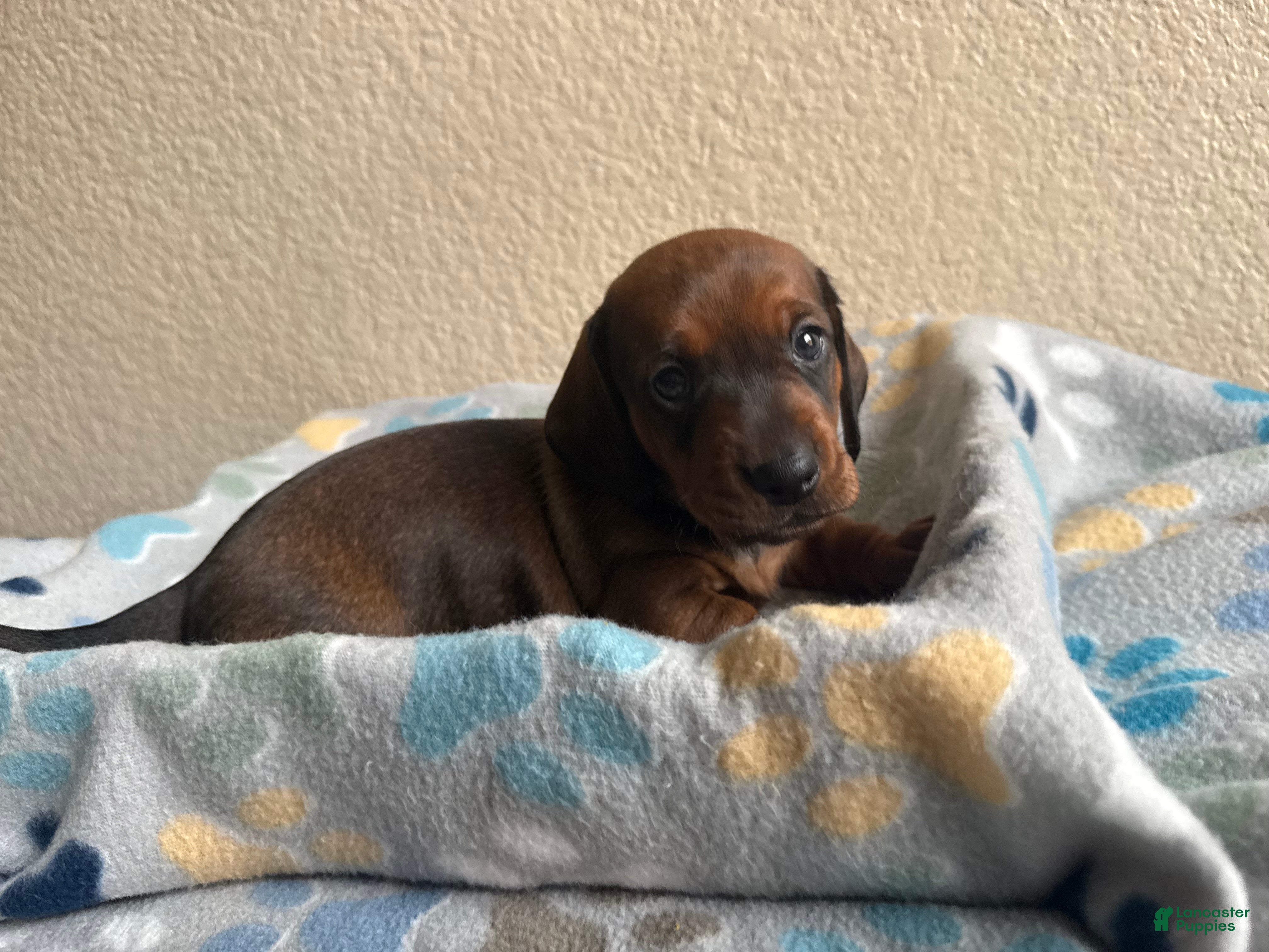 Dachshund dogs Bo - Ad 5