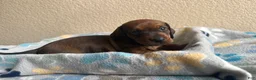 Dachshund dogs for sale: Bo - Ad 1