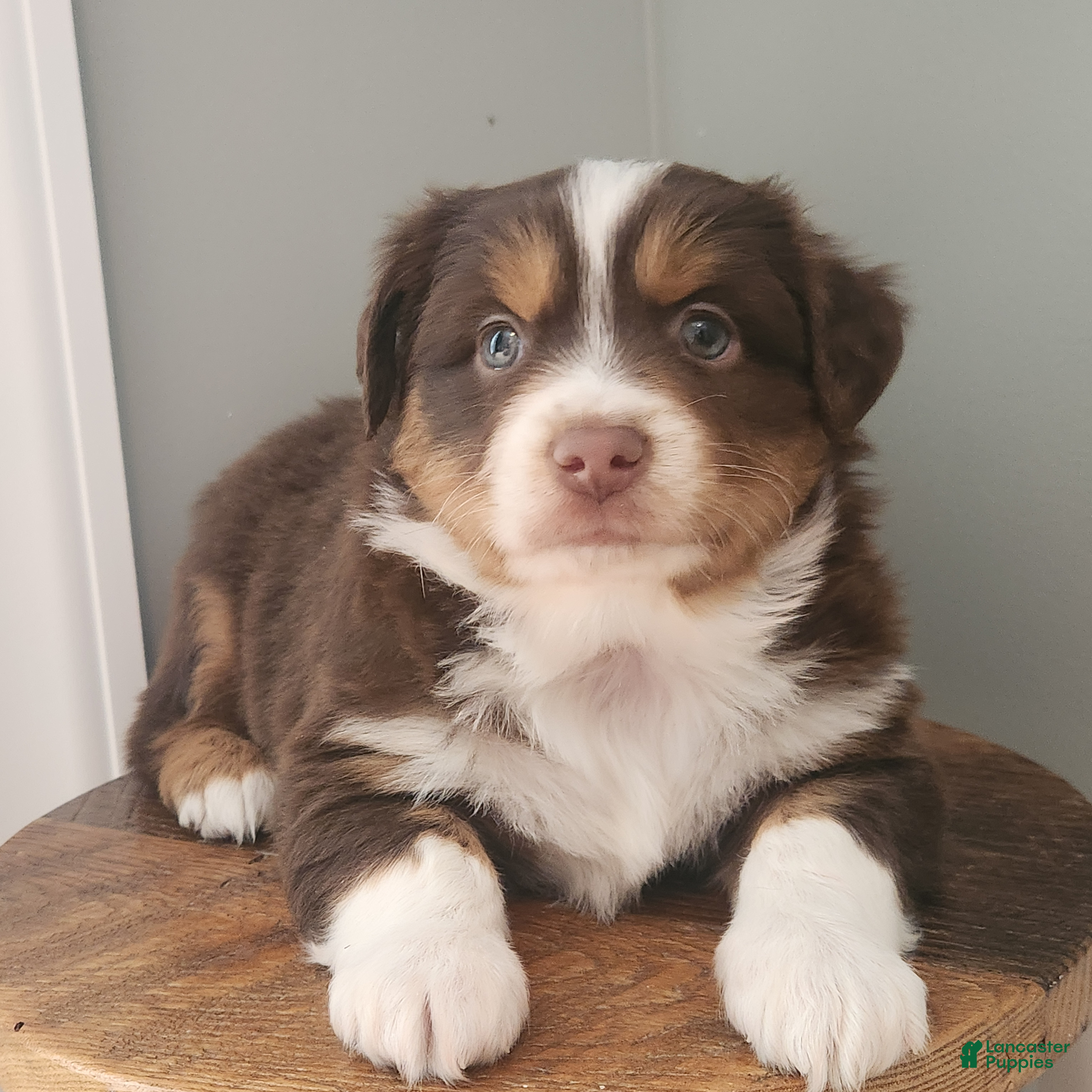 Mixed Breed dogs Comet - Ad 13