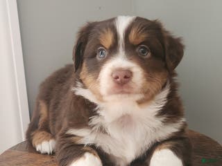 Mixed Breed dogs Comet - Ad 13