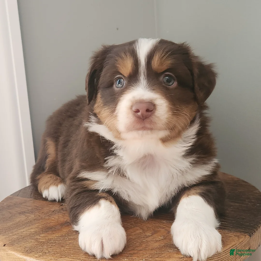 Miniature Australian Shepherd dogs for sale: Comet - Ad 1