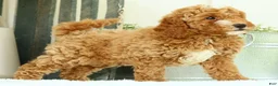 Mini Goldendoodle dogs for sale: Val - Ad 8