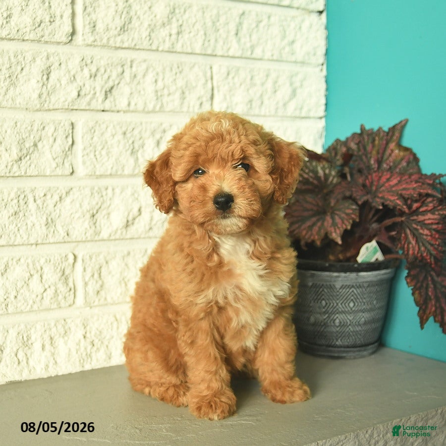 Mini Goldendoodle dogs Natalie  - Ad 1