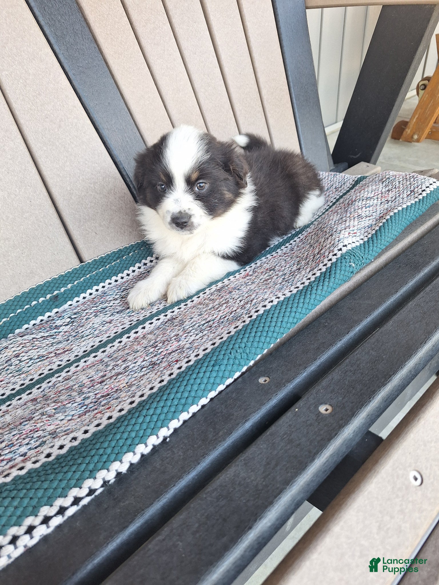Miniature Australian Shepherd dogs Lilly - Ad 3