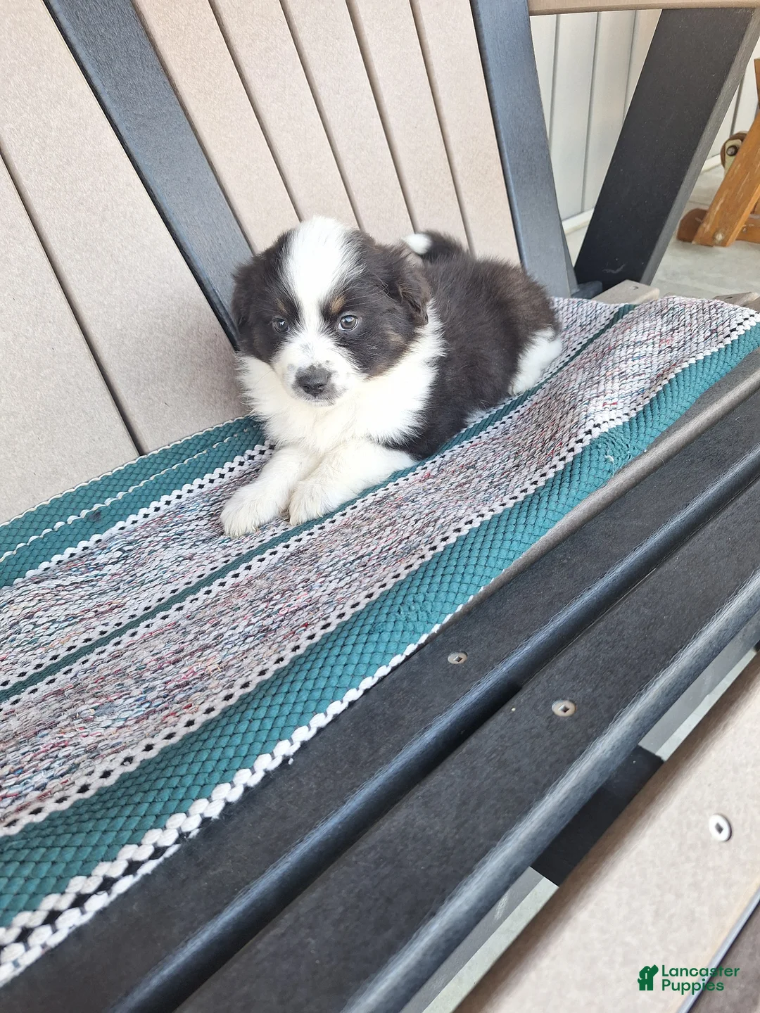 Miniature Australian Shepherd dogs for sale: Lilly - Ad 1