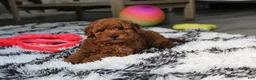 Bichpoo dogs for sale: Jerry - Ad 6