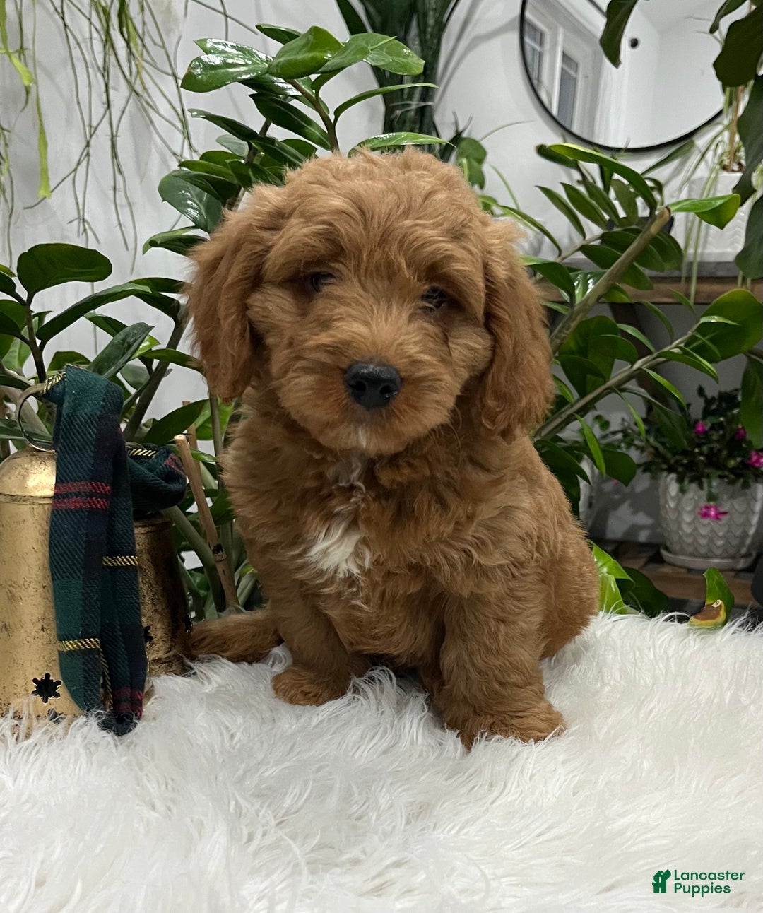Goldendoodle dogs for sale: Pluto - Ad 1