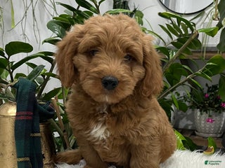 Goldendoodle dogs Pluto - Ad 9