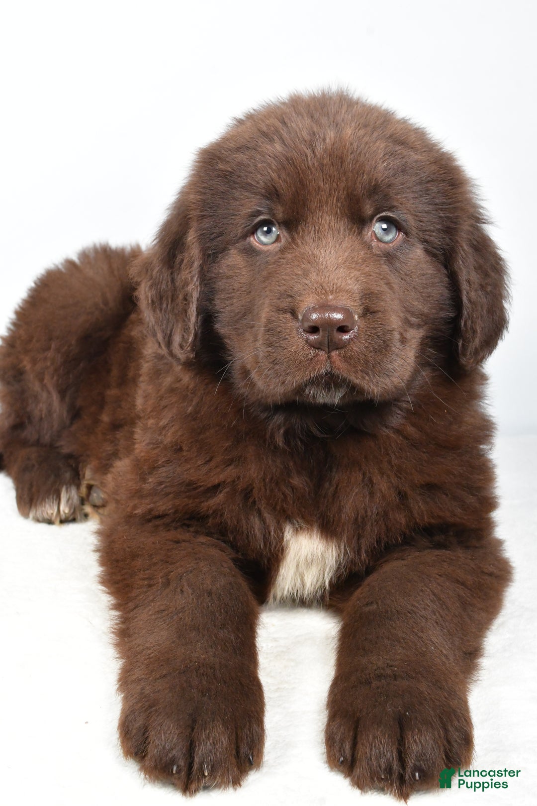 Newfoundland dogs for sale: Patrick - Ad 4