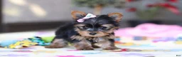 Yorkshire Terrier dogs for sale: Saige - Ad 6