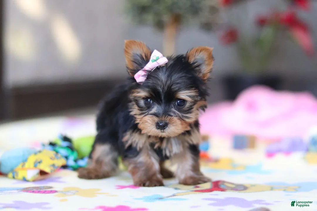 Yorkshire Terrier dogs for sale: Saige - Ad 6