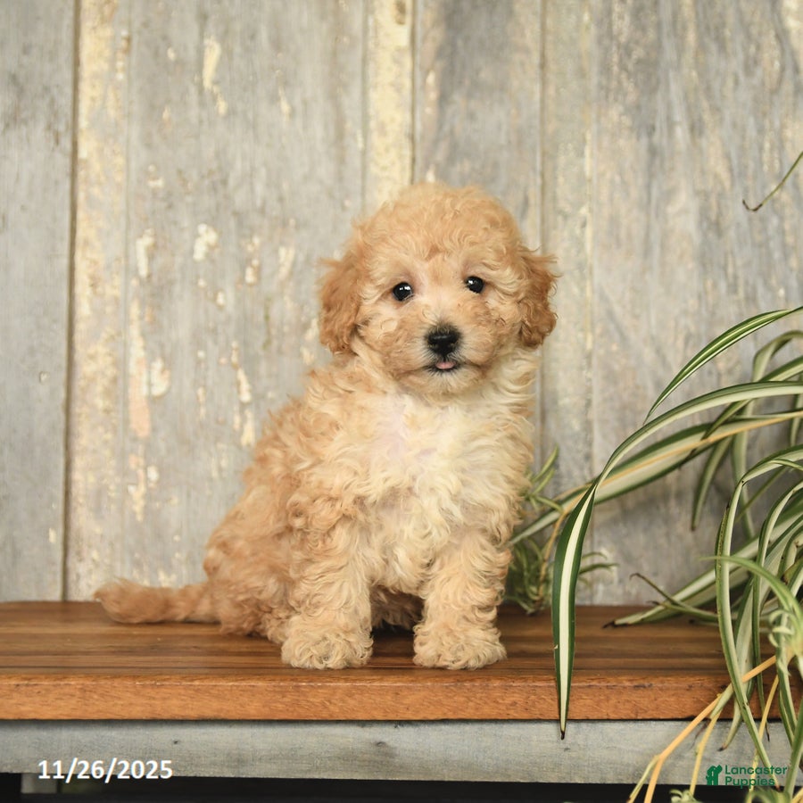 Maltipoo dogs Jackson - Ad 42