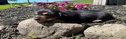 Miniature Dachshund dogs for sale: Jax - Ad 2