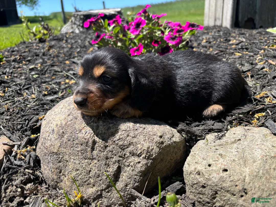 Miniature Dachshund dogs for sale: Jax - Ad 2