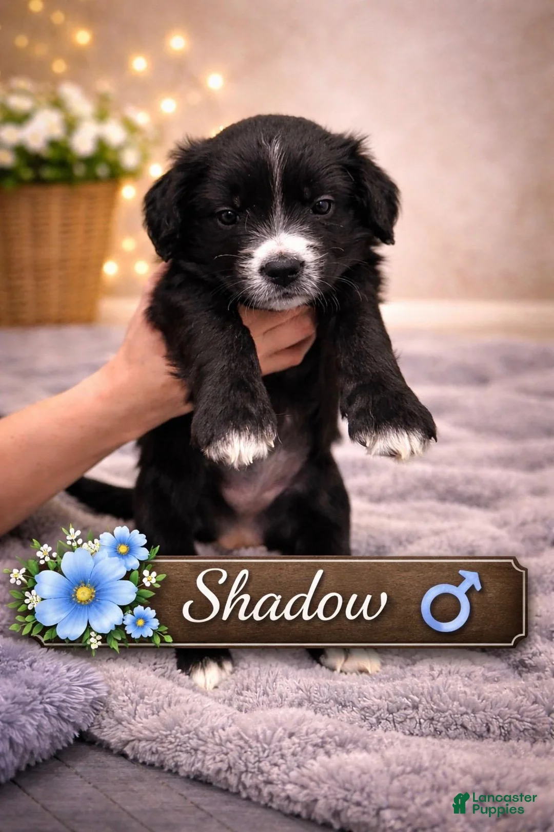 Mixed Breed dogs for sale: Shadow - Ad 2