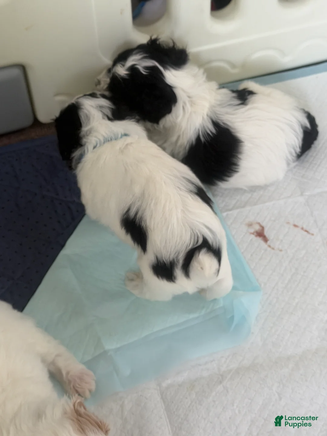 Mixed Breed dogs for sale: Teddy - Ad 2
