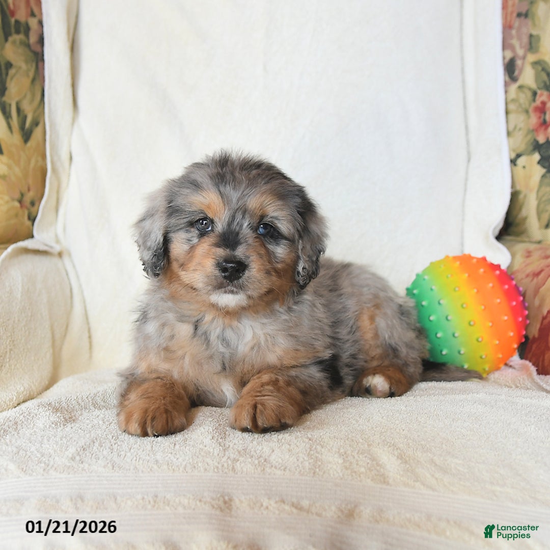 Mini Bernedoodle dogs for sale: Roman - Ad 5