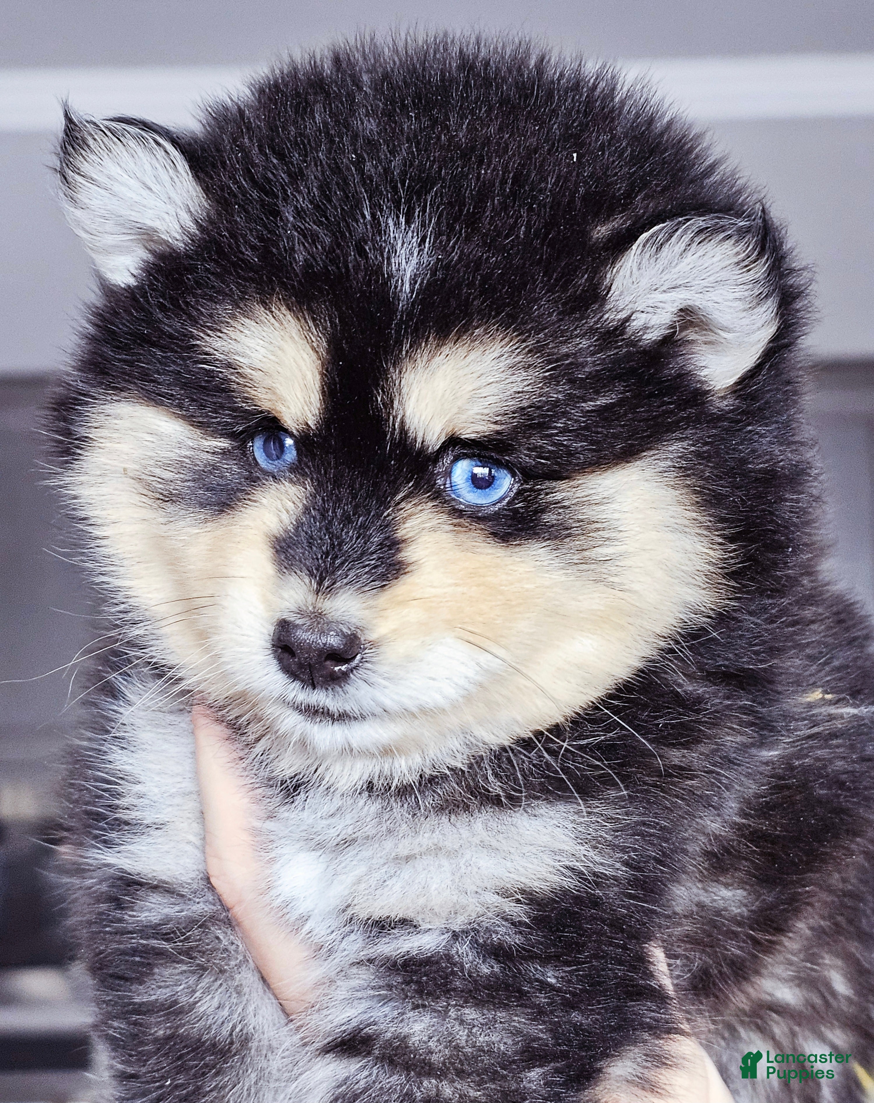 Pomsky dogs Roman - Ad 2