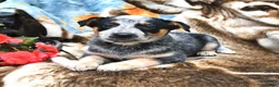 Australian Cattle Dog dogs for sale: Hank - Ad 4