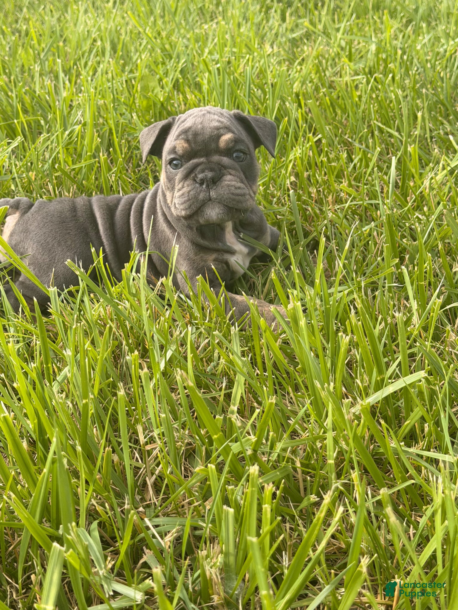 English Bulldog dogs English Bulldog Puppy 3 - Ad 21