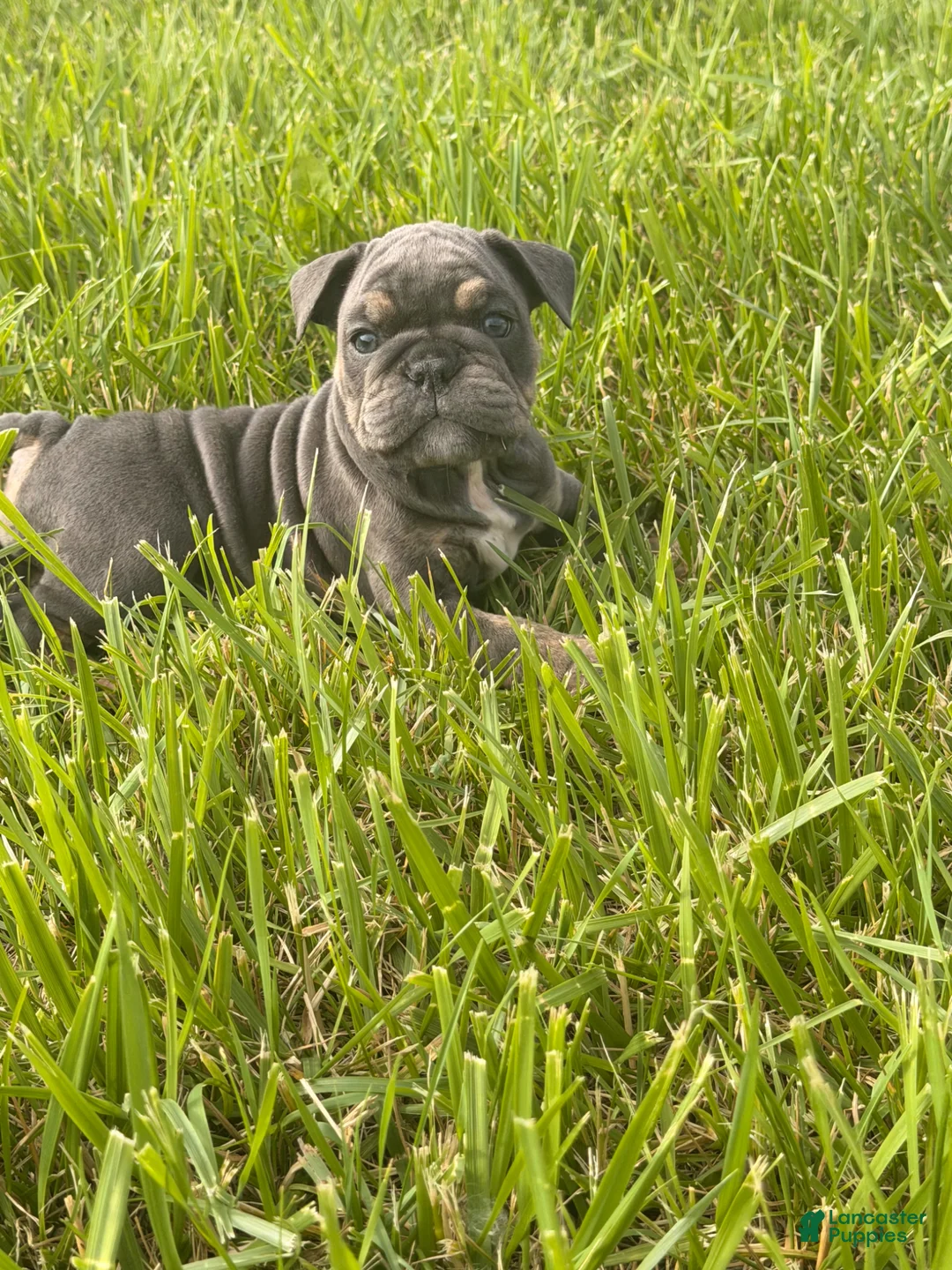 English Bulldog dogs for sale: English Bulldog Puppy 3 - Ad 1