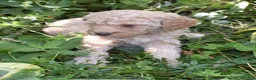 Standard Poodle dogs for sale: Standard Poodle 7 Apricot - Ad 7