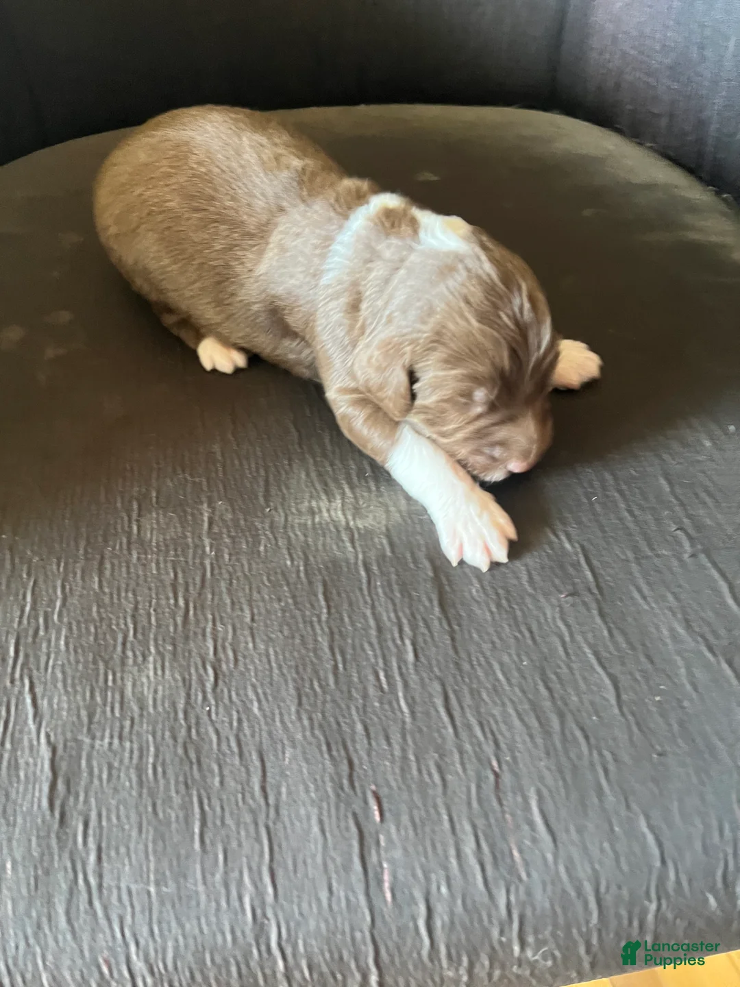 Aussiedoodle dogs for sale: Aussiedoodle Puppy 2 - Ad 1