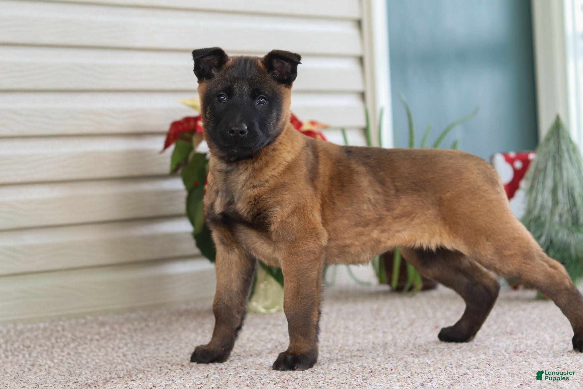 Belgian Malinois dogs Autumn - Ad 2