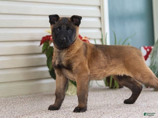 Belgian Malinois dogs Autumn - Ad 6