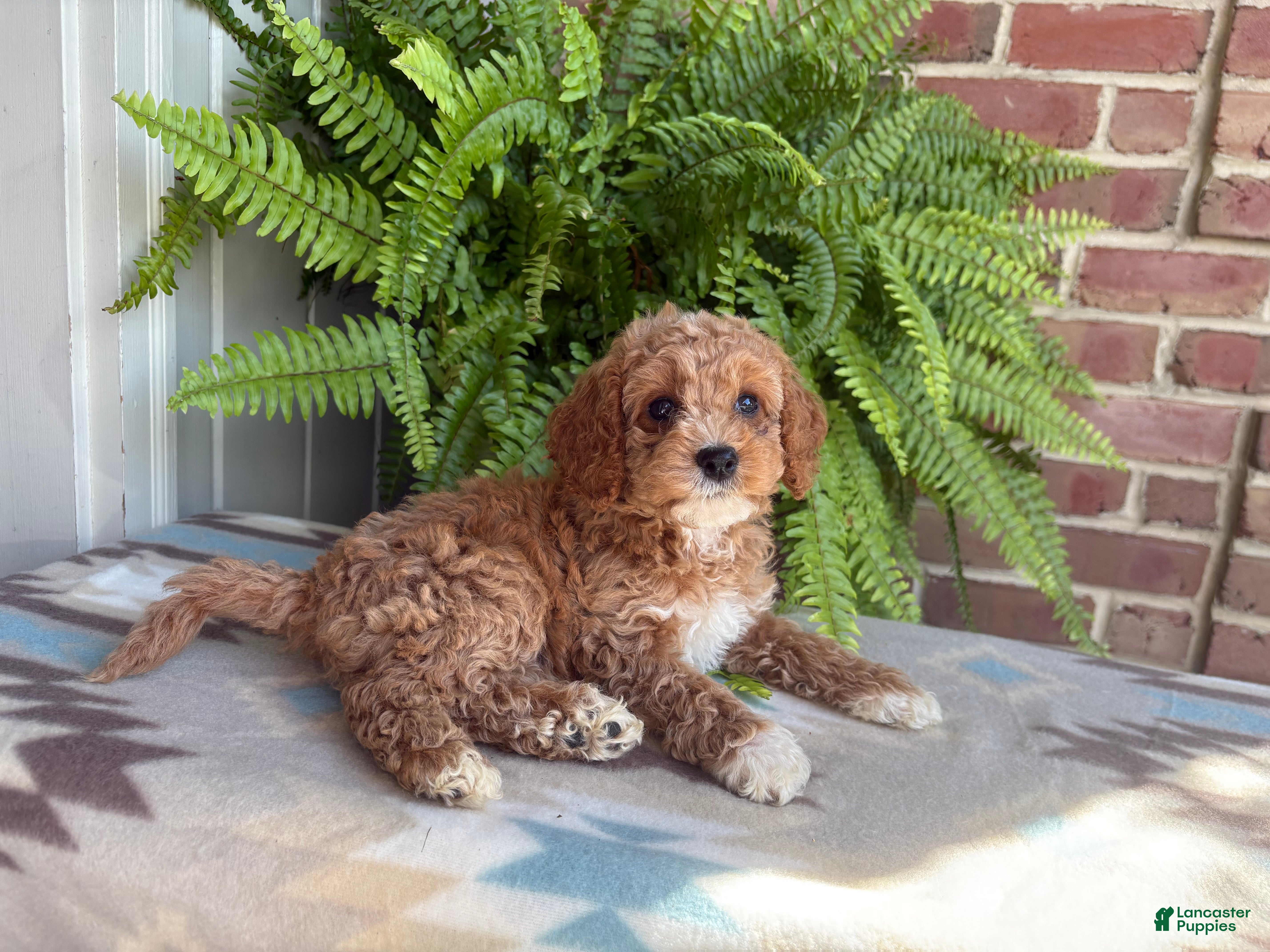 Cockapoo dogs Violet - Ad 1