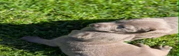 Labrador Retriever dogs for sale: Slate - Ad 3
