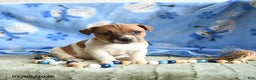Jack Russell Terrier dogs for sale: Peaches - Ad 3