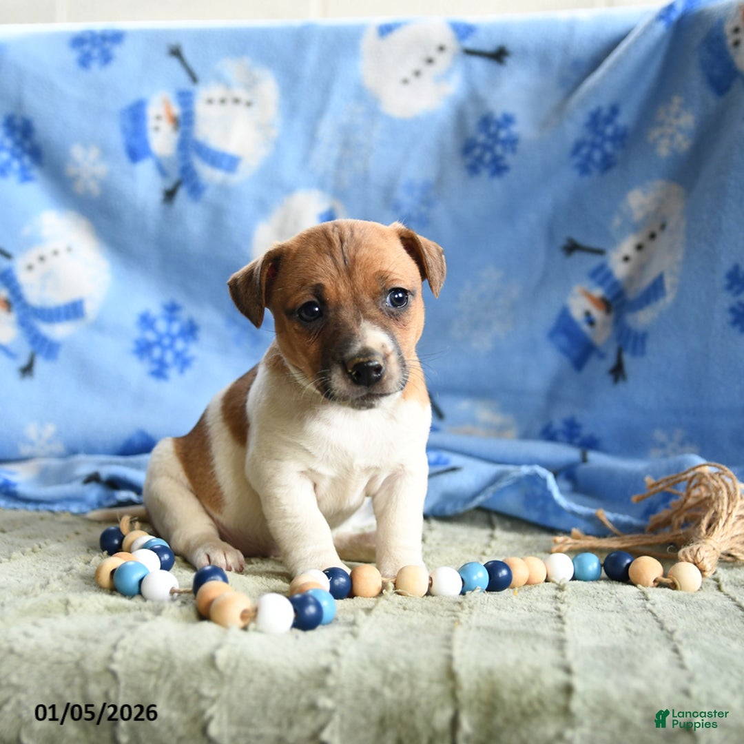 Jack Russell Terrier dogs for sale: Peaches - Ad 3