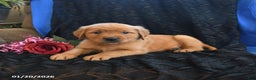 Golden Retriever dogs for sale: Justin - Ad 2